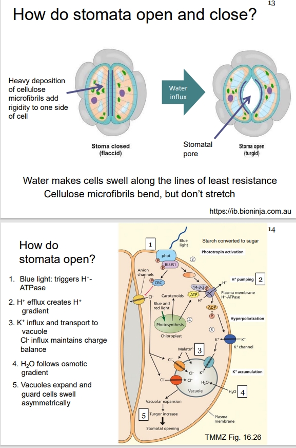 <ul><li><p>Light primarily impacts guard cells, specifically <strong>blue light</strong> which triggers <strong>phototropins</strong> (blue light receptors) located in the guard cell plasma membrane.</p></li><li><p>Upon activation by blue light:</p><ul><li><p><strong>Plasma membrane H+-ATPase proton pumps</strong> are activated, consuming ATP to actively pump protons ($$H$$+) outside the cell, into the apoplast. This action creates an electrochemical gradient and leads to hyperpolarization of the guard cell membrane.</p></li><li><p>This hyperpolarization triggers the opening of <strong>voltage-gated potassium ($$K$$+) channels</strong>, allowing potassium ions to flow rapidly into guard cells, moving down their electrochemical gradient.</p></li><li><p>Concurrently, <strong>anion channels</strong> (e.g., chloride channels) are inhibited from efflux, or specific anion uptake mechanisms are activated, also increasing chloride ($$Cl$$−) levels inside the cell.</p></li><li><p>Together, this massive influx of $$K$$+ (and $$Cl$$−) significantly lowers the water potential within the guard cells. Water then osmotically moves into the cells from surrounding epidermal cells, causing <strong>vacuoles</strong> to expand, increasing turgor pressure, which leads to stomatal opening.</p></li></ul></li></ul><p></p>