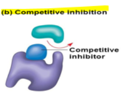 <p>a competitive inhibitor molecule will <mark data-color="blue">bind at the active site and block the normal substrate</mark> from binding</p>