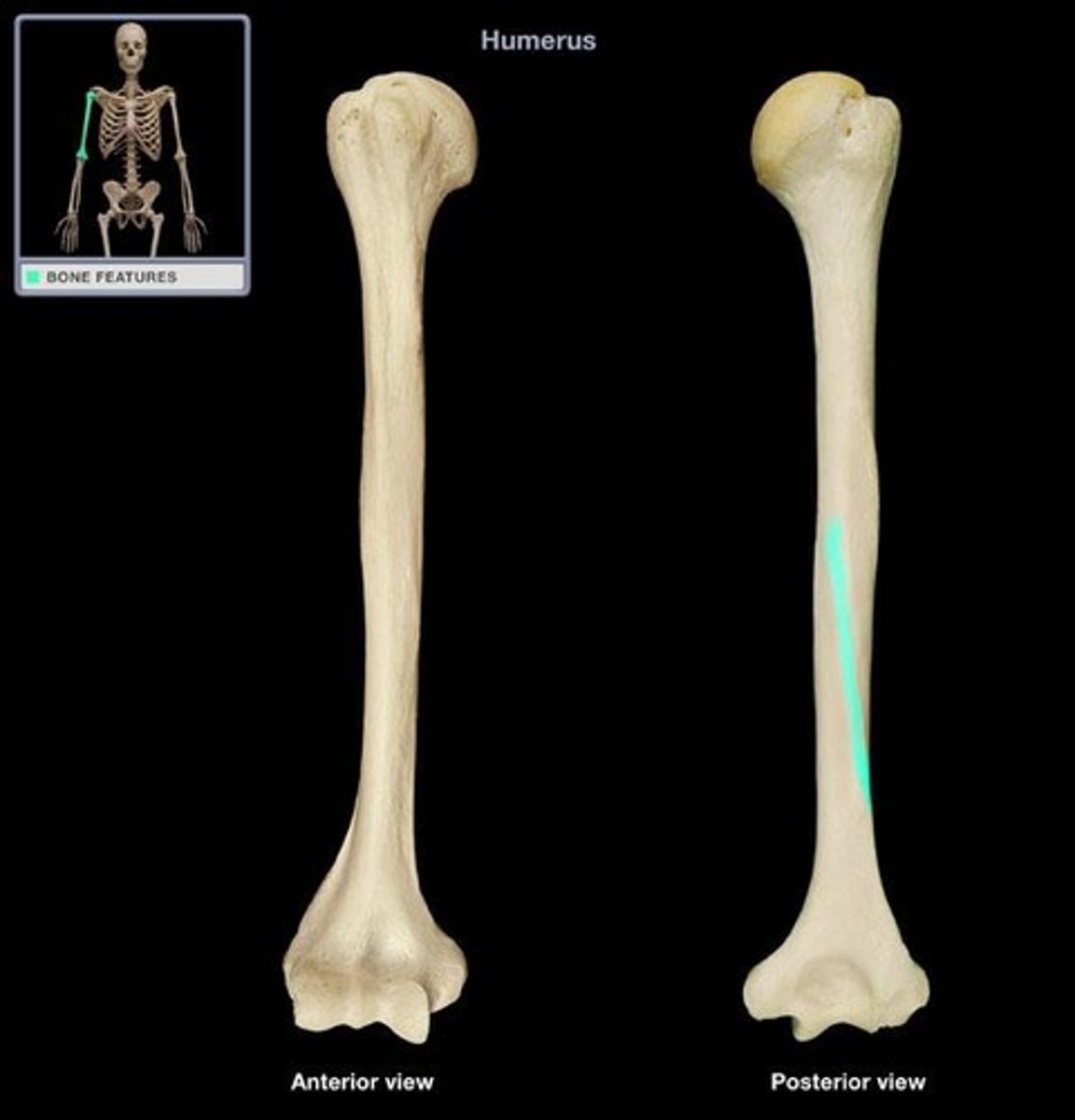 <p>Runs obliquely down the posterior aspect of the shaft.<br><br>Marks course of the radial nerve</p>