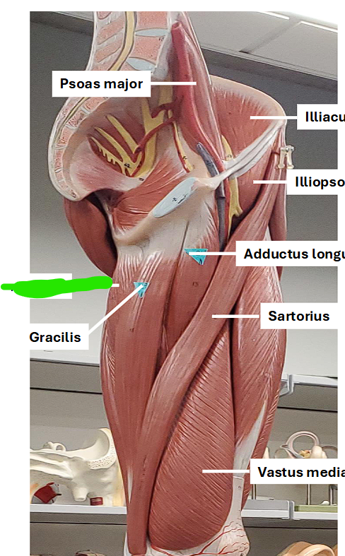 <p>adducts the thigh</p><p></p><p> </p><ul><li><p>move towards the back </p></li><li><p>inside of the leg </p></li><li><p>brings more towards the midline of the body </p></li></ul><p></p>