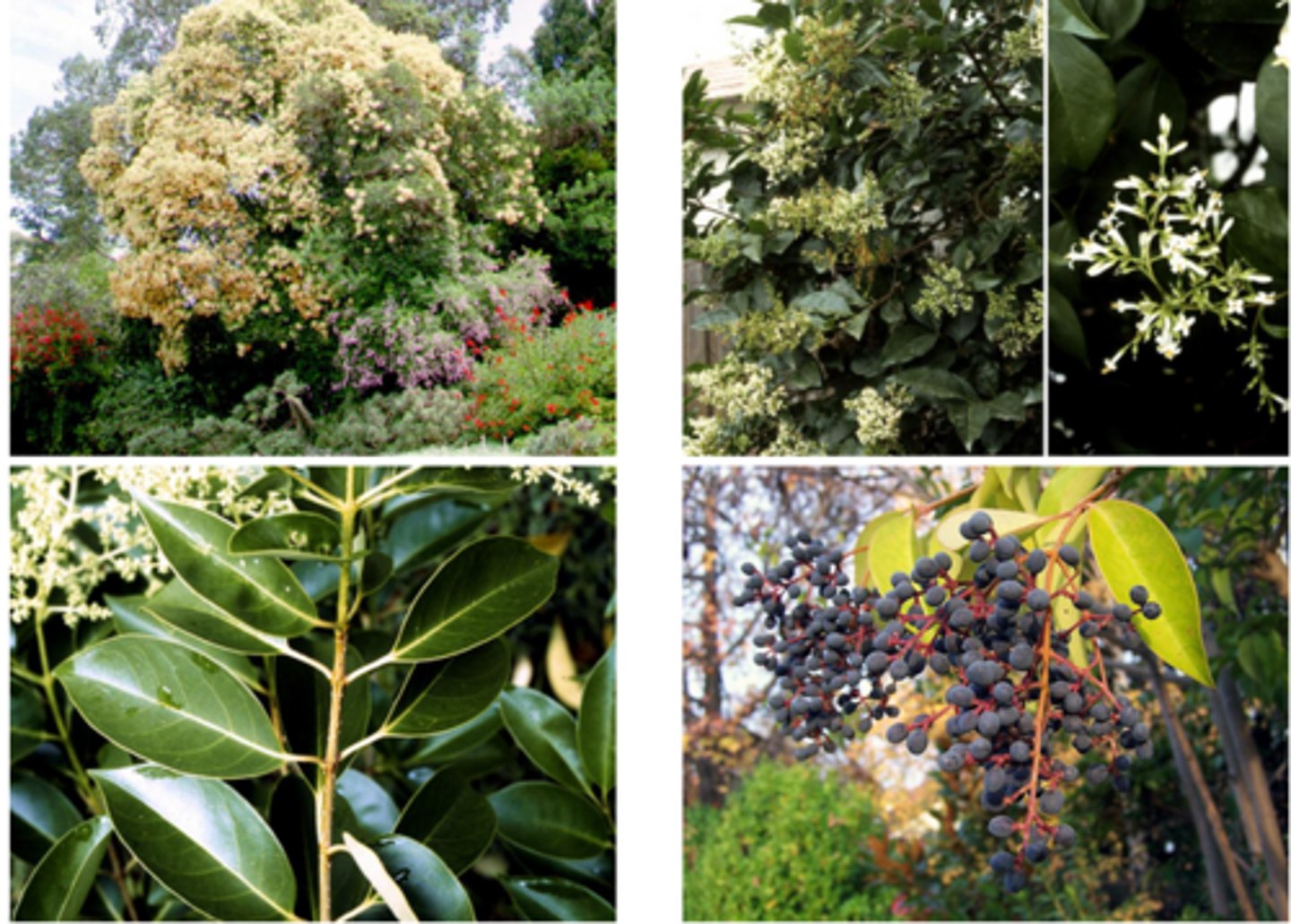 <p>1’. Angiosperms</p><p>----------------</p><p>10’. Leaves simple</p><p>----------------</p><p>23. Leaves opposite or appearing opposite but actually alternate (sub-</p><p>opposite)</p><p>----------------</p><p>24’. Leaves not lobed, margins entire</p><p>----------------</p><p>27’. Leaves opposite, not sub-opposite</p><p>----------------</p><p>28. Leaf margin lacking hairs; leaf folded upward like a V from the midvein; flowers small, white, with 2 stamens; fruit black,</p><p>in clusters</p>
