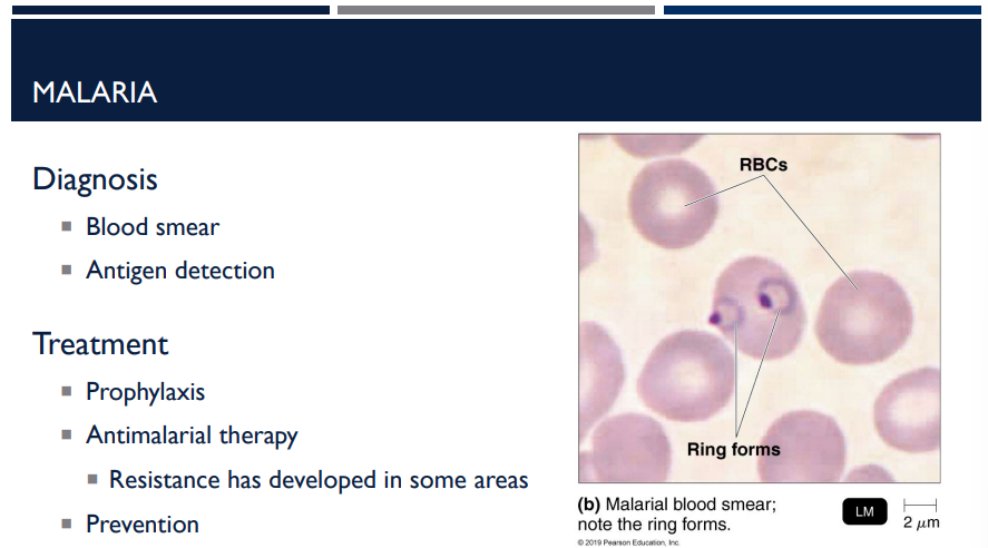 <p>How is malaria treated?</p>