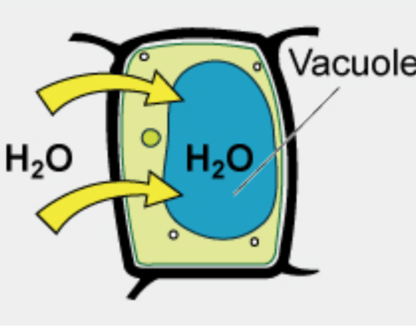 <p>higher concentration of water molecules outside the cell than inside, and water will flow into the cell; high turgidity; optimal condition for plant cells</p>