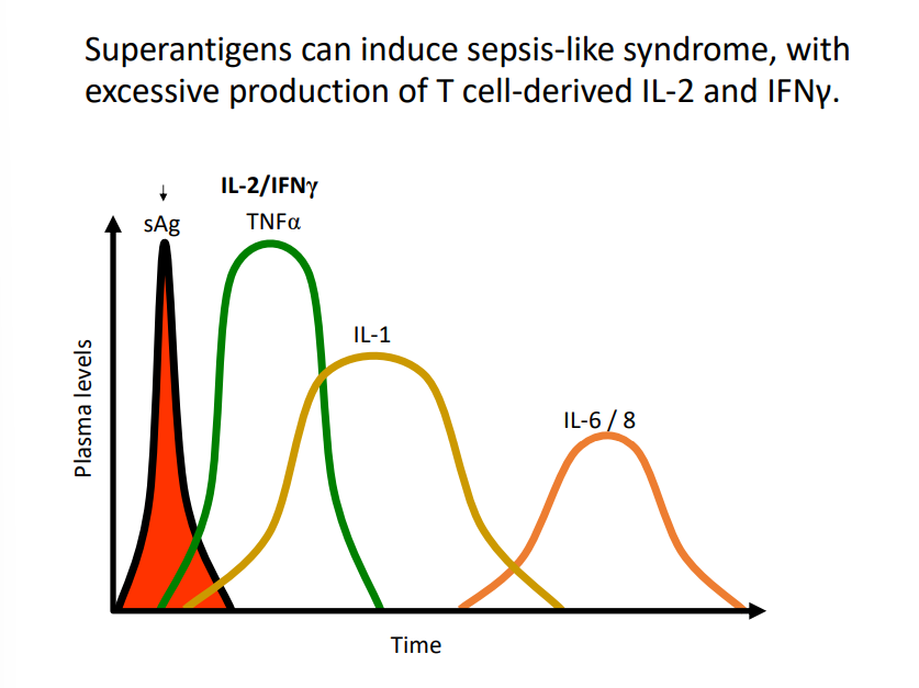<ul><li><p>proteins produced by Gram + bacteria that interact with MHC2 and the TCR to induce massive T-cell activation</p></li><li><p>results in expansion of whole T cell receptor families of both CD4 and CD8 T cells (stimulate ~30% of CD4 and CD8 T cells)</p><ul><li><p>T-cells quickly get worn out → organ failure </p></li><li><p>bacteria exploits the T-cell uncoordinated activity and invades isolated parts of body (results in vascular leakage which allows the microbe to disseminate)</p></li><li><p>can result in toxic shock</p></li></ul></li></ul><p></p>