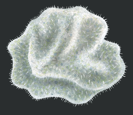 <p>Key characteristics of: placozoa</p>