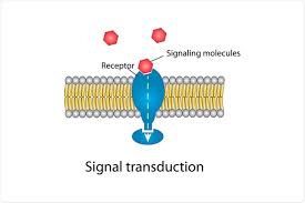 <p>The intricate process by which an extracellular signal, such as a hormone or growth factor, is converted into an intracellular action. This multi-step process involves the activation of receptors, communication through relay proteins, and ultimately leads to changes in gene expression or cellular behavior.</p>