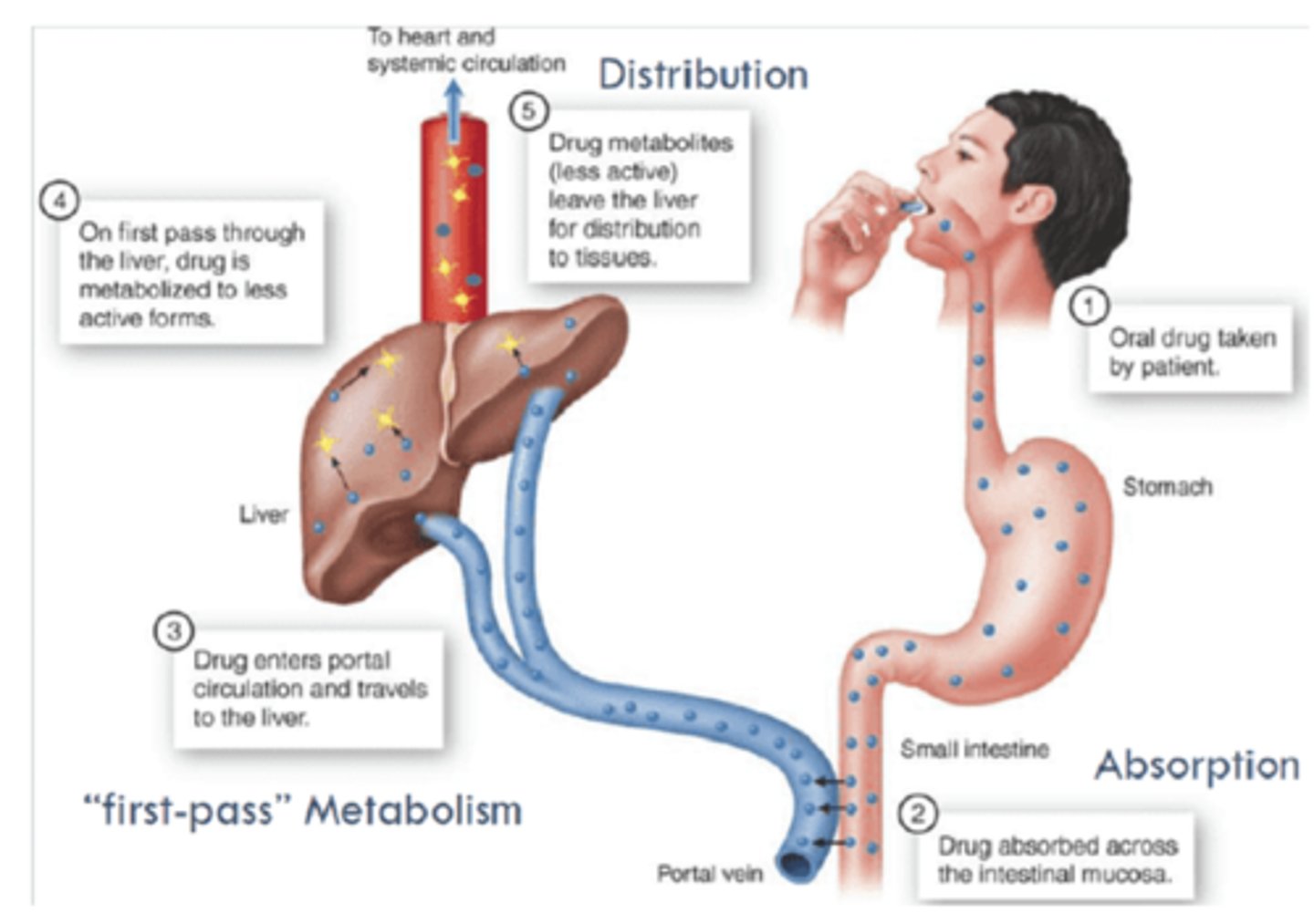 <p>hepatic metabolism of a pharmacological agent when it's absorbed from the gut &amp; delivered to the gut via portal circulation</p><p>*the greater the 1st pass effect, the less of the agent will reach the systemic circulation when the agent is administered orally</p>