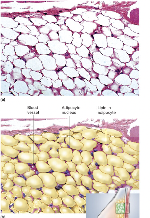 <p>loose connective tissue, has large capillaries that allow for rapid storage and mobilization of lipid molecules. White tissue can be found protecting the kidneys and back of the eye</p>