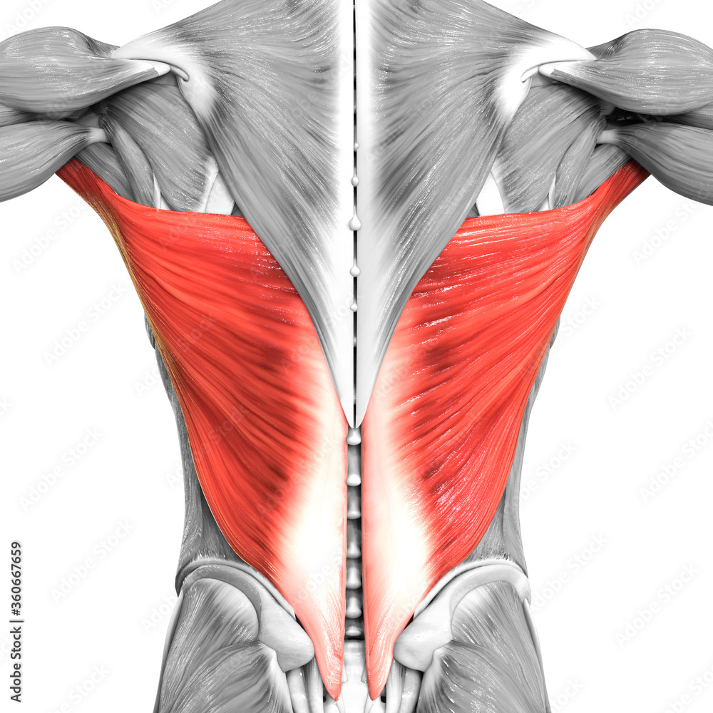 Identify what muscle this is