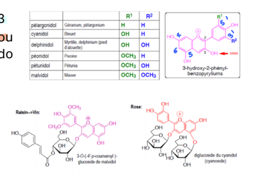 <p>Anel A: C5 açucar; C5, 6,e 7 hidroxilos</p><p>Anel B: C3’ e C5´hidroxilos</p><p>Anel C: ligam-se açucares, monómoros (glucose, galactose, arabinose) e dissacáridos em C3</p><p>Por ter muitos hidroxilos tem elevada solubilidade em água</p>