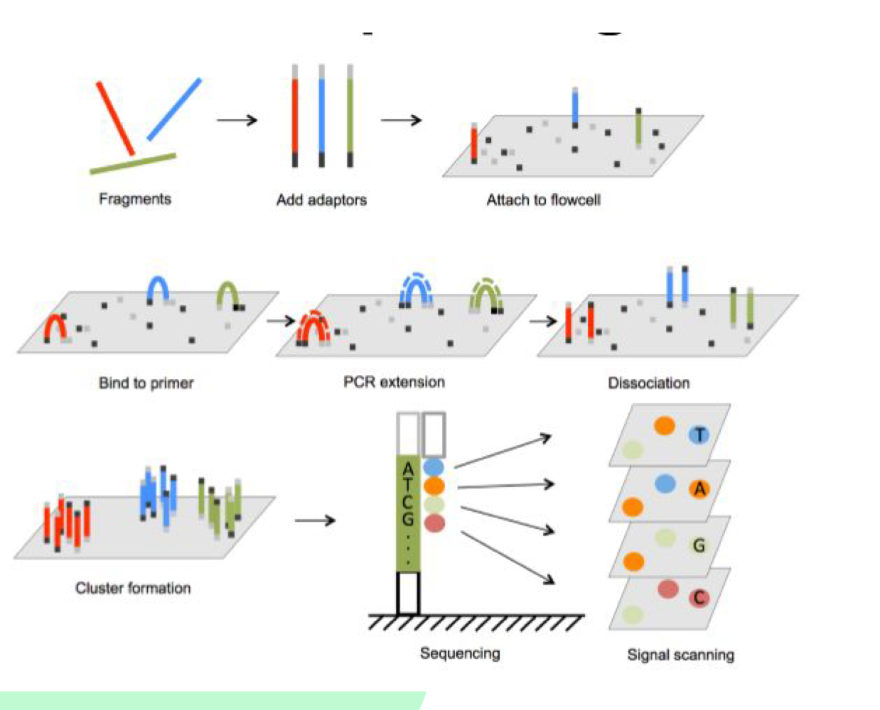 <p>Isothermal <strong>amplification</strong> occurs - fragments attach to flow cell, bind to complementary primers, DNA polymerase synthesizes new strands, creating <strong>bridge</strong> structures</p>