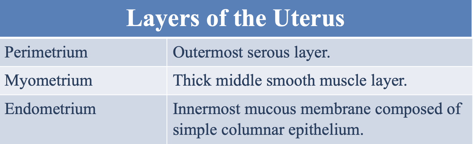 <p><strong>A</strong>, <u>myometrium</u> is <em>NOT</em> the outermost serous layer, <u>perimetrium</u> <em>IS</em></p><ul><li><p><u>Myometrium</u> is the thick middle smooth muscle layer</p></li></ul><p></p>