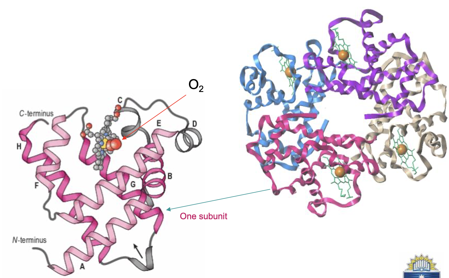 <ul><li><p><span>Has 2 identical alpha subunits and 2 identical beta subunits (a2ß2) globins</span></p><ul><li><p><span>“alpha globin chain”: each globin is one individual protein making up the quaternary complex</span></p></li></ul></li><li><p><span>1 haeme and 1 Fe2+ subunit</span></p></li><li><p><span>Hb binds up to 4 O2 molecules</span></p></li><li><p><span>better at transporting O2</span></p></li><li><p><span>sensitive to small changes in pO2</span></p></li></ul><p></p>