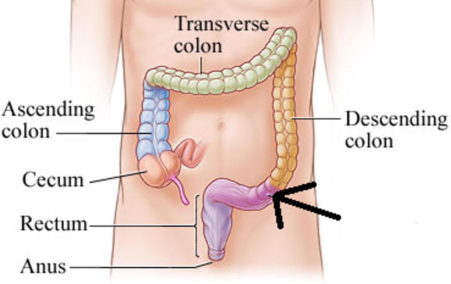 <p>an S-shaped structure that continues from the descending colon above and joins with the rectum below</p>