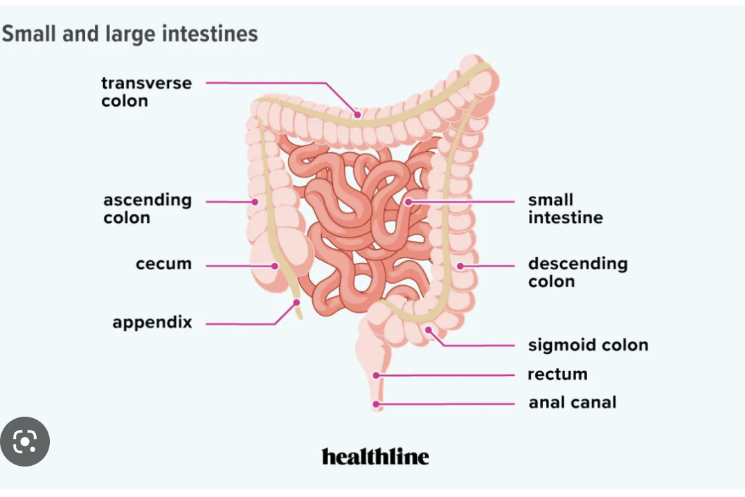 <p>food from small int --&gt; large int, 3 major sections = cecum, colon (ascending, transverse, descending), &amp; rectum</p>