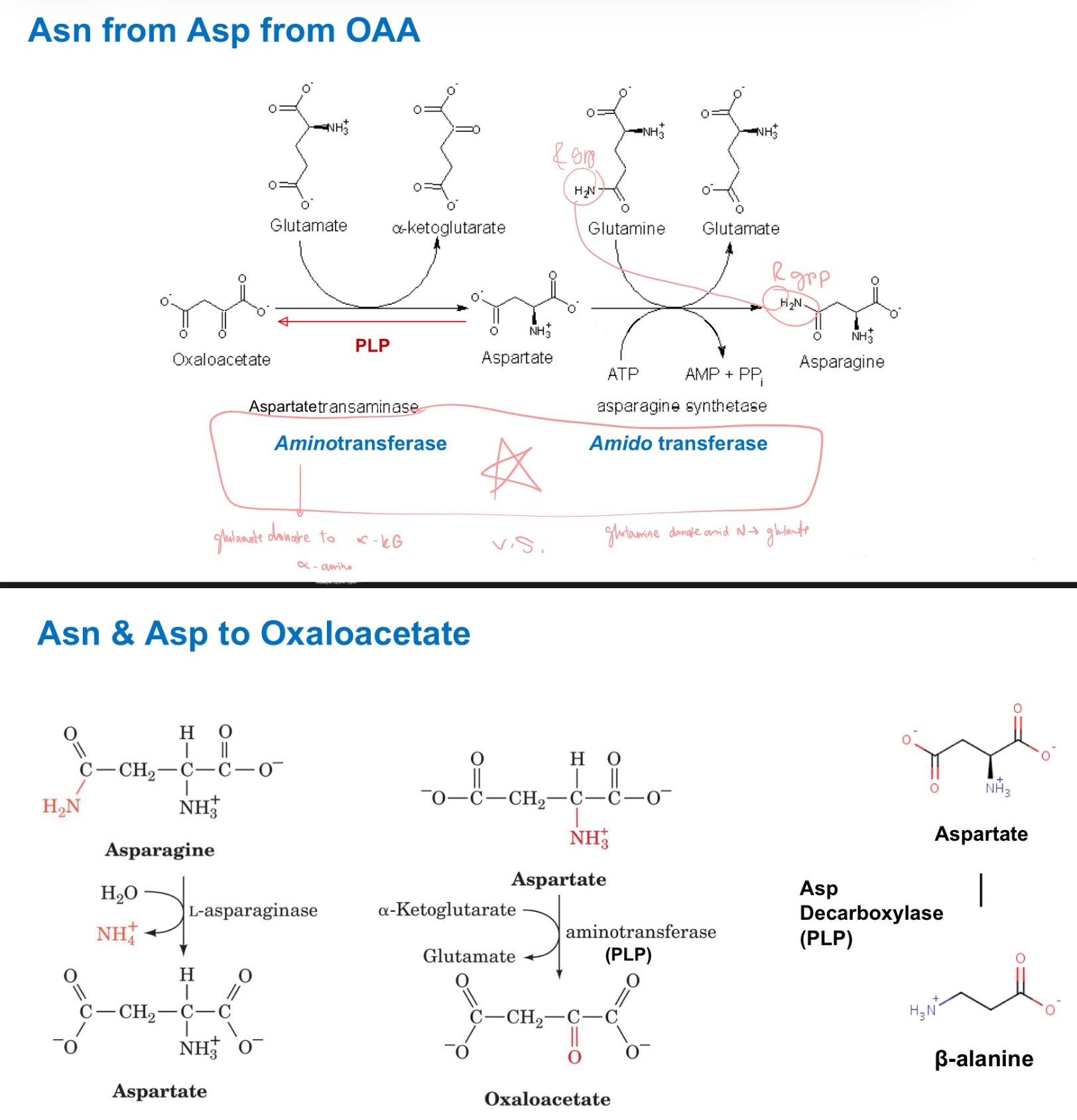 <p>Draw Asn from Asp from OAA!</p><p>and backwards!</p>