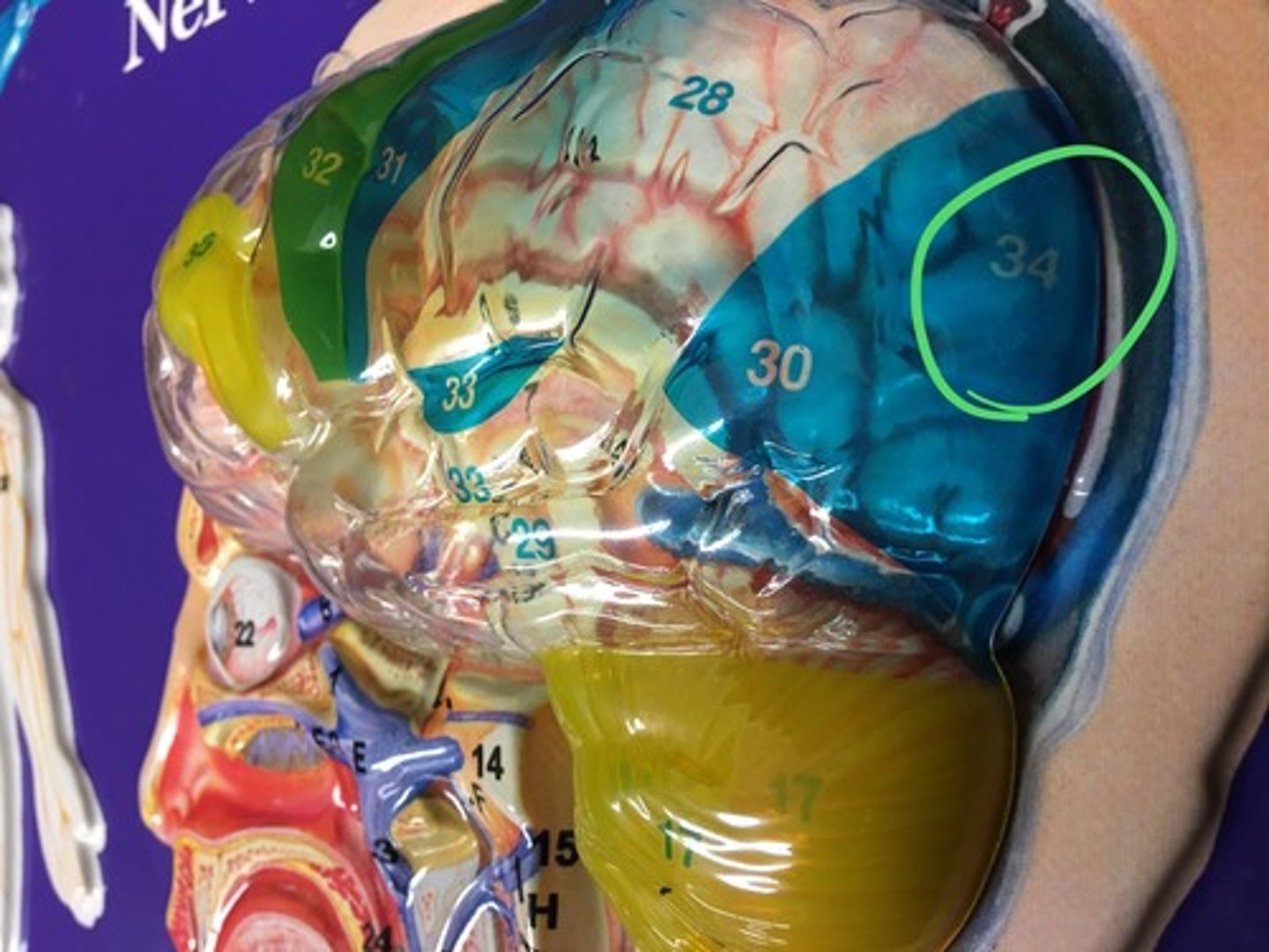 knowt flashcard image