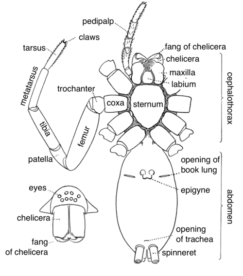 <ul><li><p>spiders</p></li><li><p>narrow joint between abdomen and cephalothorax, make silk</p></li></ul><p></p>