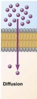 <p>diffusion of a substance across a membrane with no energy investment.</p>