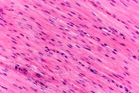 <p>Consists of non-striated, short spindle shaped cells, with only one central nucleus </p>