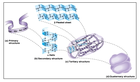 <p>What is quaternary protein structure? </p>