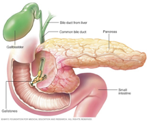 <p>Liver and Gall Bladder</p>
