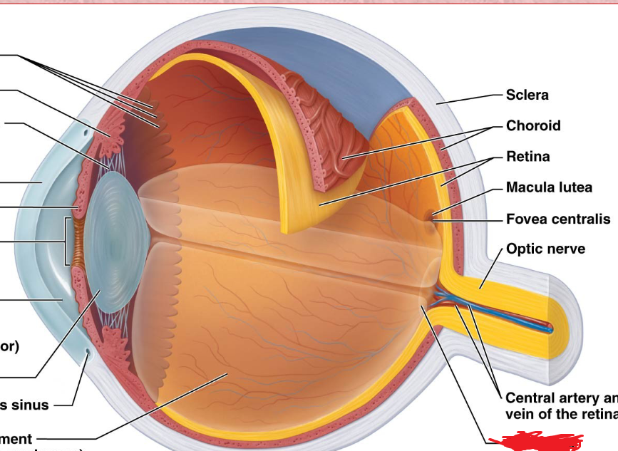 <p>Neural Layer (retina)<br>Blind spot<br>does not contain any photoreceptors</p>