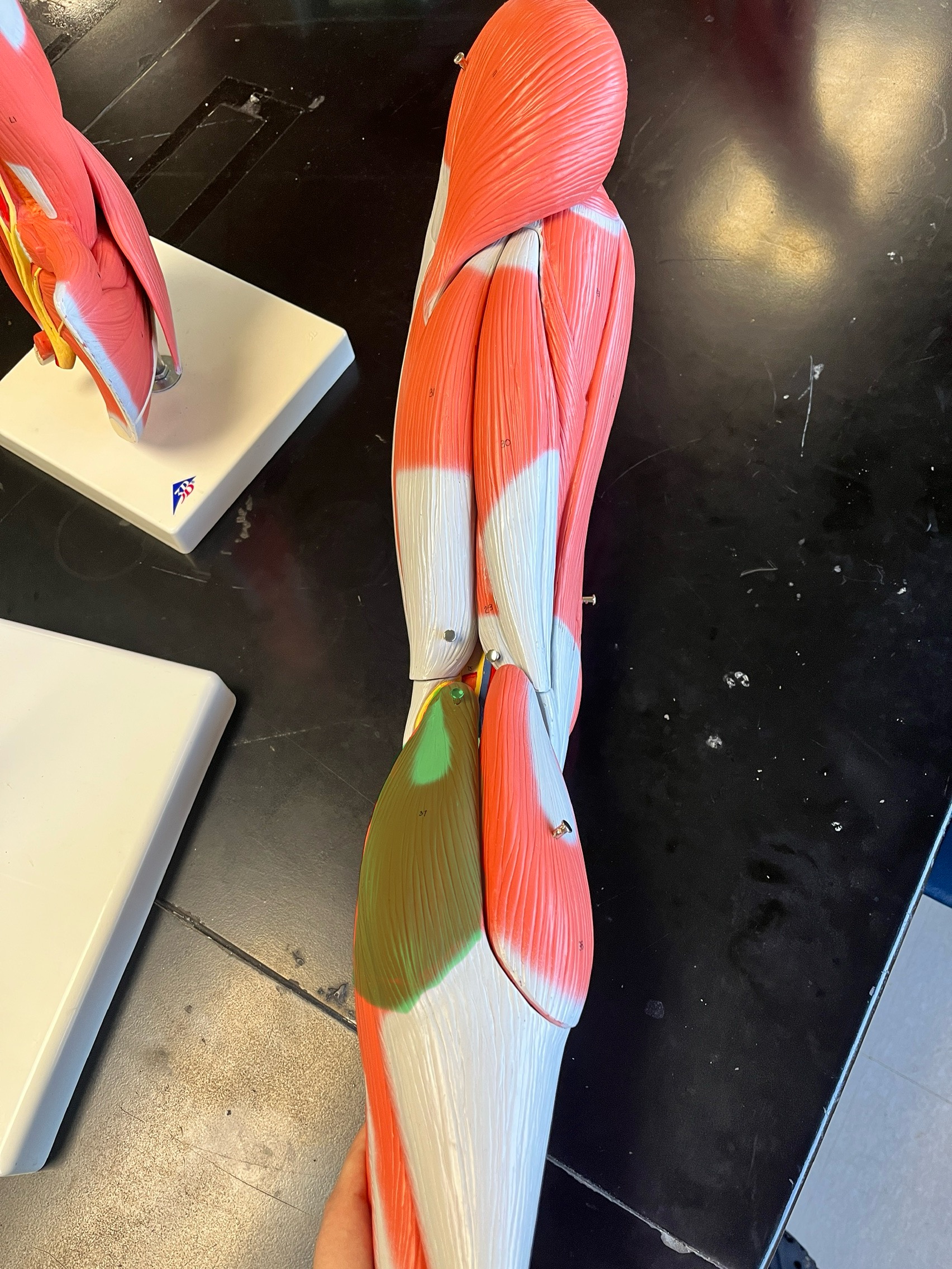 knowt flashcard image