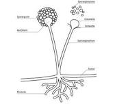 <p>A <strong>sporangium</strong> is a structure in which spores are produced and contained, commonly found in fungi, plants, and some algae. In fungi, the sporangium is where asexual spores (like conidia or sporangia) are formed, while in plants, it is the structure that produces and releases spores during the reproductive cycle (e.g., in ferns or mosses).</p><ul><li><p>meiosis to produce spores</p></li></ul><p></p>