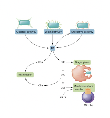 <p>Complement activation- Alternative components</p>