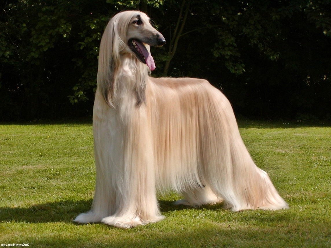 <p>afgang hound</p>