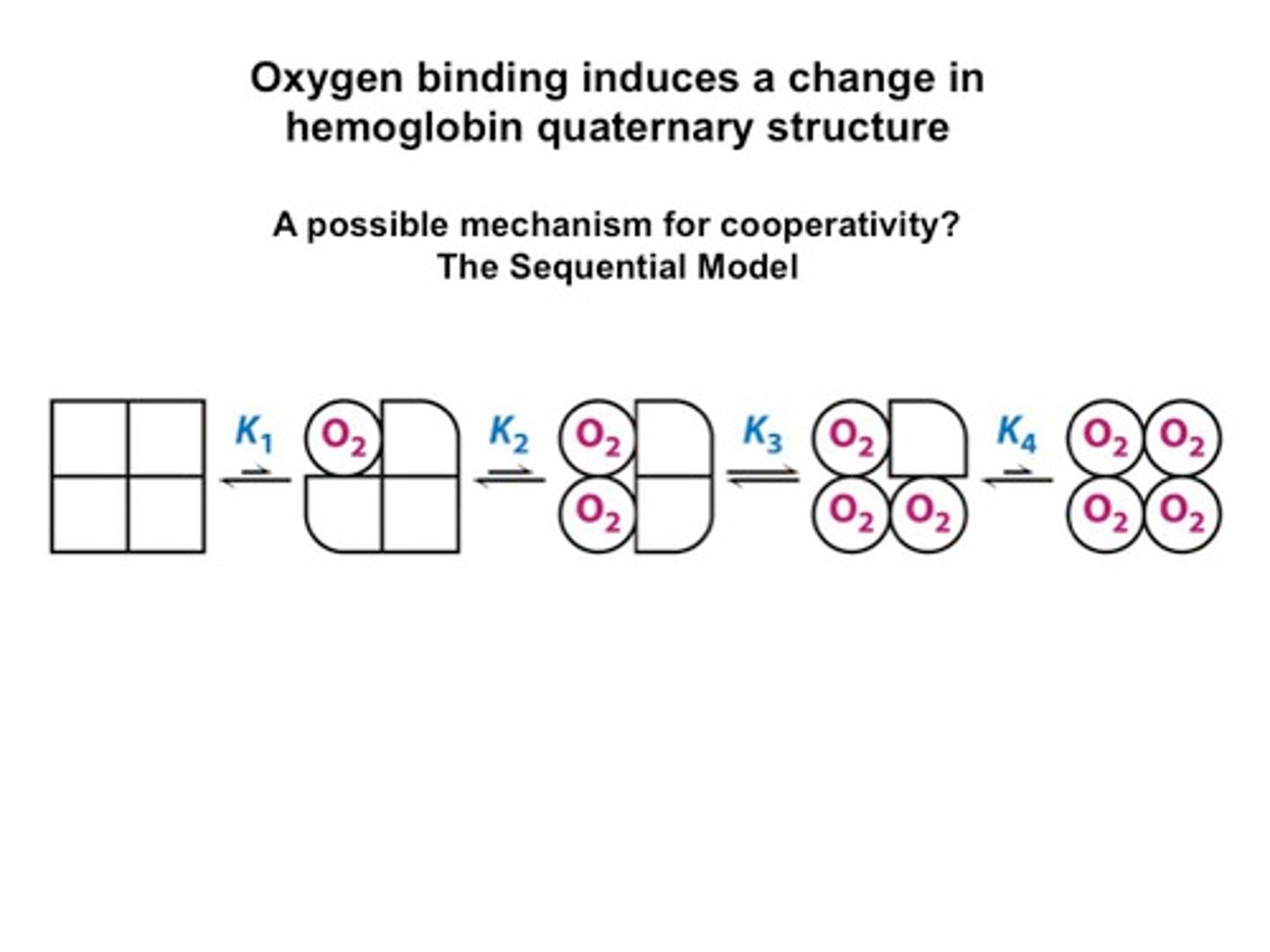 <p>A hypothesis that states that an ion binds to a binding site and progresses through the cell membrane by binding to sequential binding sites that develop a stronger attraction for the ion</p>