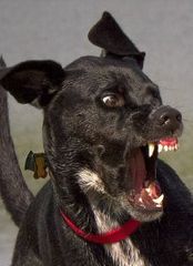 <p>Analyze the mouth of this dog</p>