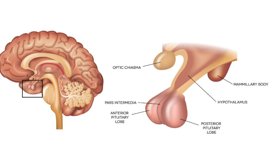 <p>posmegeninė liauka (hipofizė) </p>