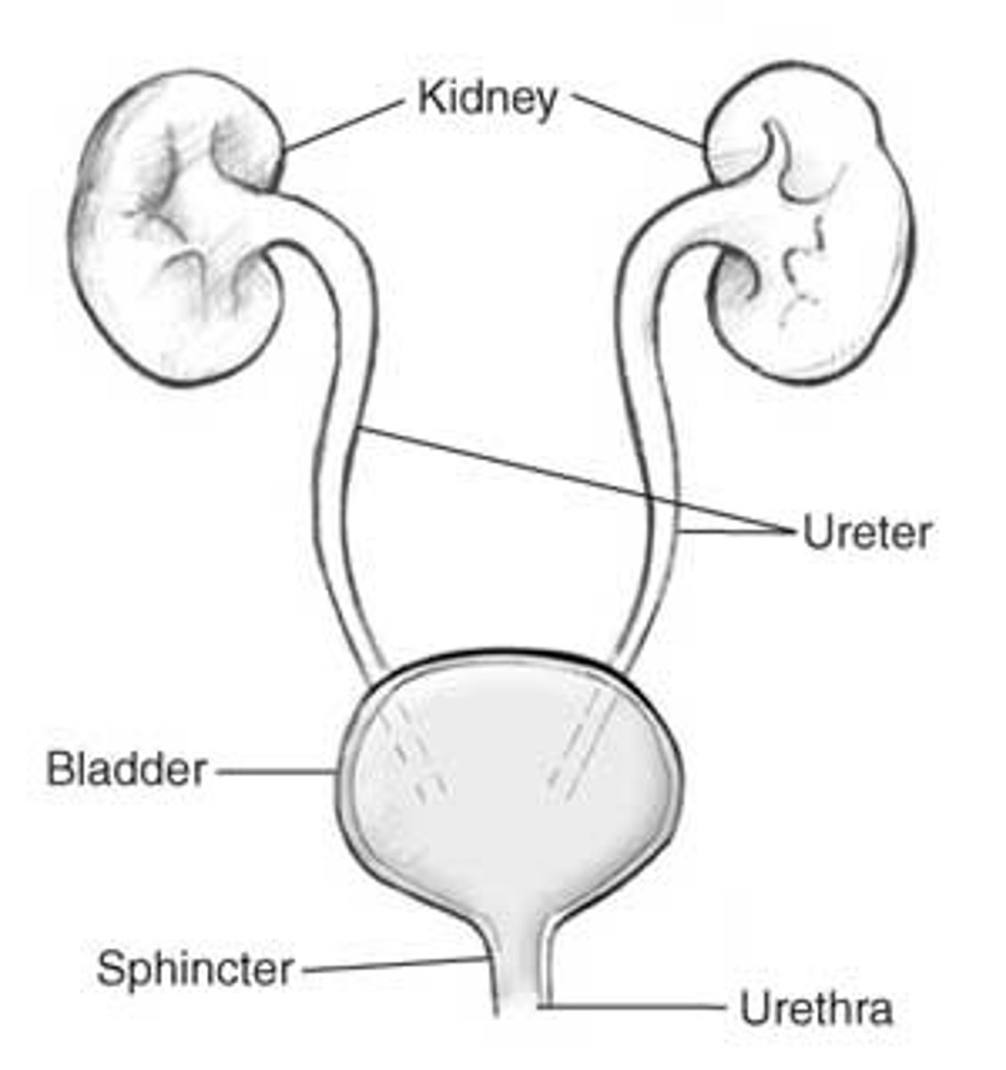 <p>A long tube that carries urine to the bladder</p>