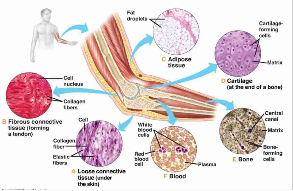 <p>Cells (e.g., fibroblasts, macrophages) and extracellular matrix (fibers like collagen, elastic, and reticular).</p>