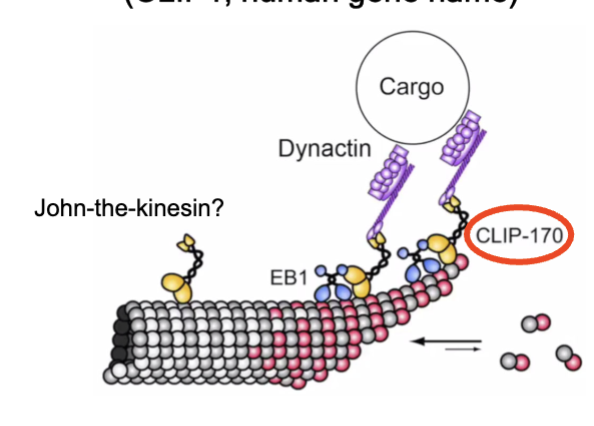 <p>expressing EGFP-CLIP1, a live-cell reporter of microtubule dynamics; looks like kinesin - binds to end of cargo portion of kinesin, and carried to plus end of MT</p>