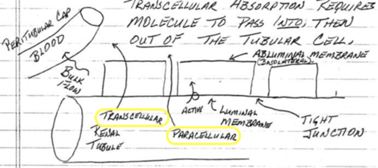 <p>1. across tubular cells (transcellular)</p><p>2. between tubular cells (paracellular)</p>