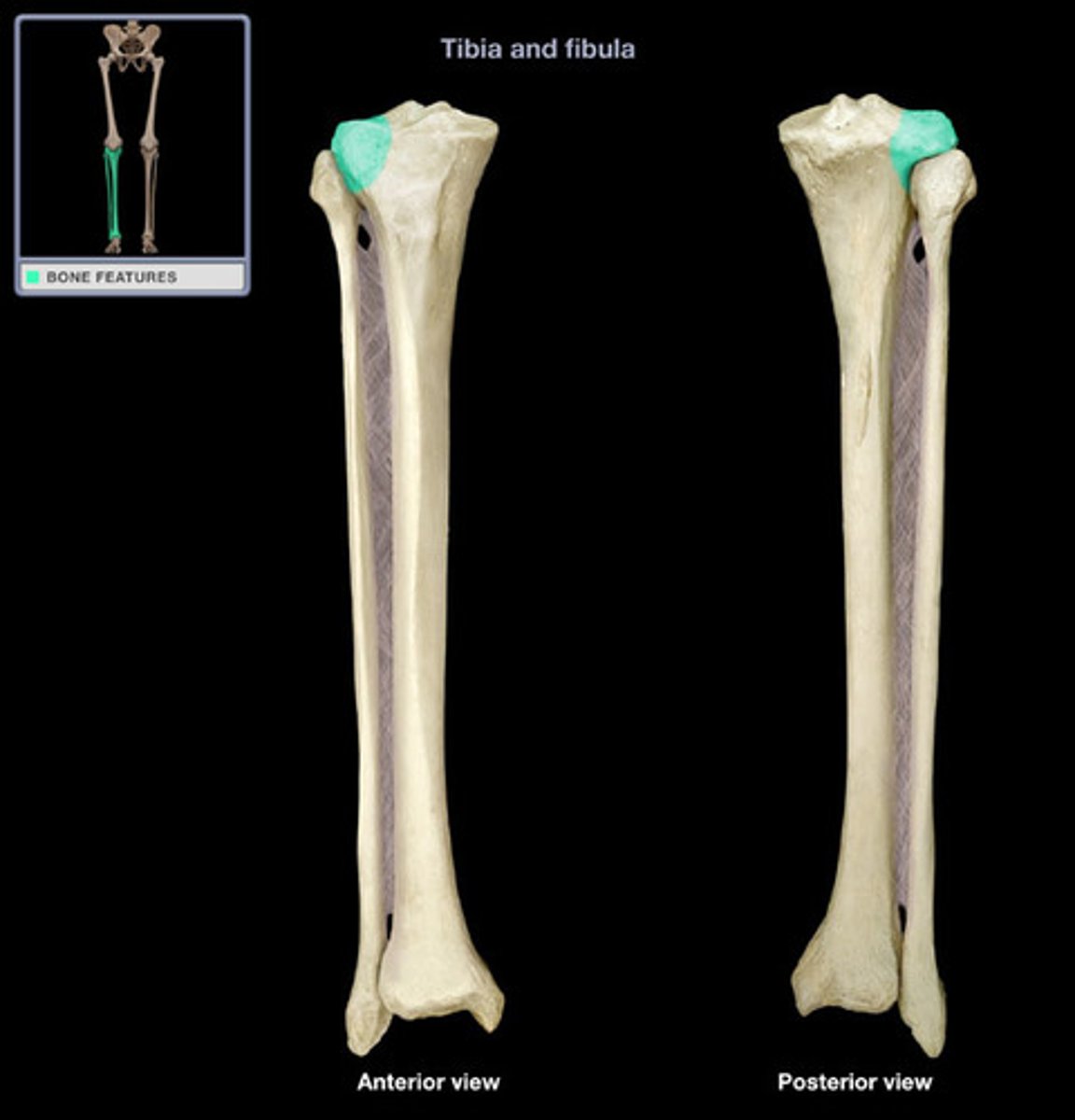 <p>- slightly concave surface that articulates with the lateral condyle of the femur</p><p>- the inferior region of this condyle articulates with the fibula to form the superior tibiofibular joint</p>