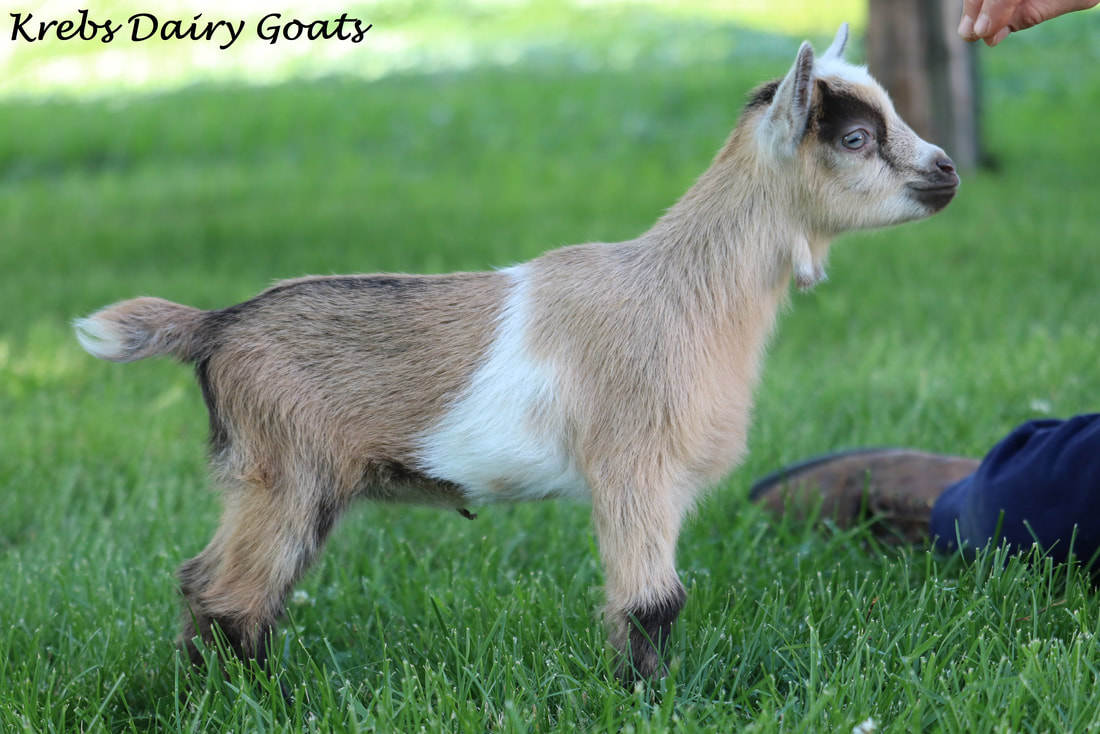 <p>Nigerian Dwarf</p>