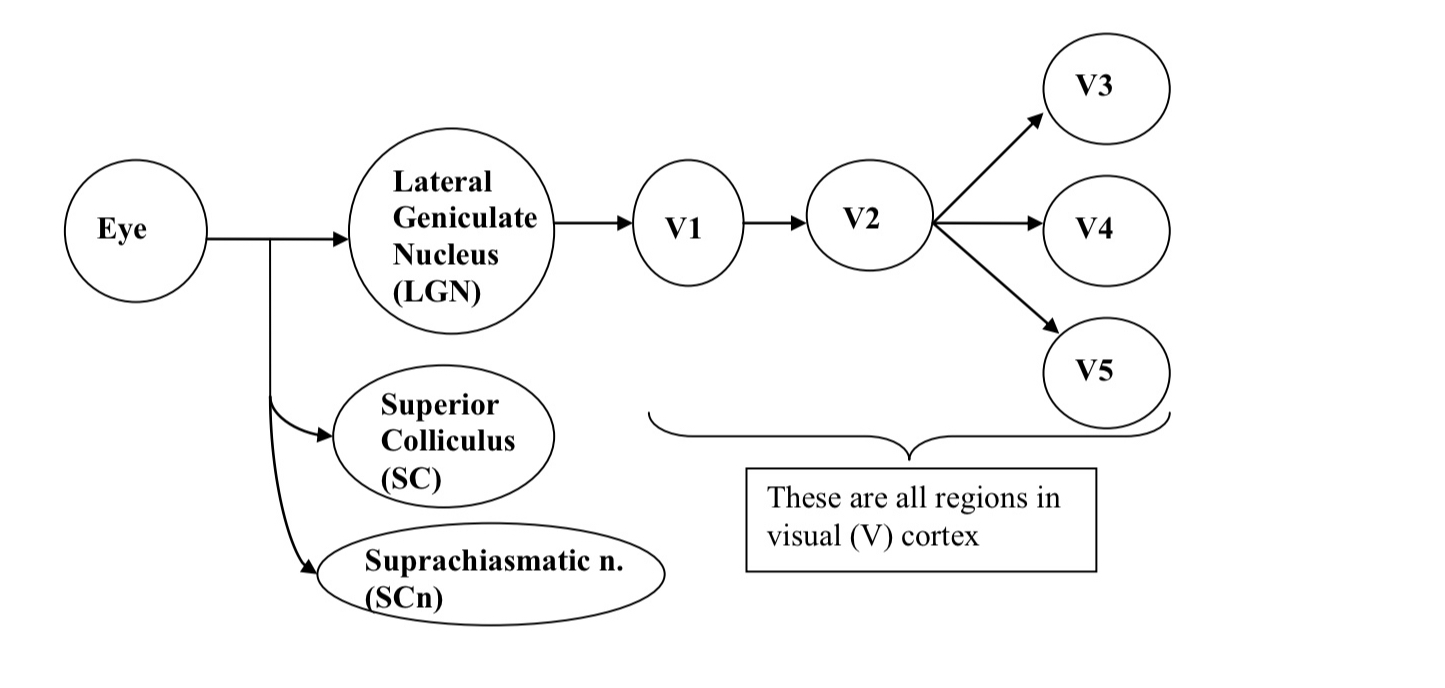 <ul><li><p>overview conception of the organization of the visual systems</p></li><li><p>there is massive parallel and serial processing of the retinal ouput</p></li></ul><p></p>