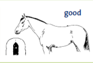 <p>features of a horse with a body condition score of 3</p>