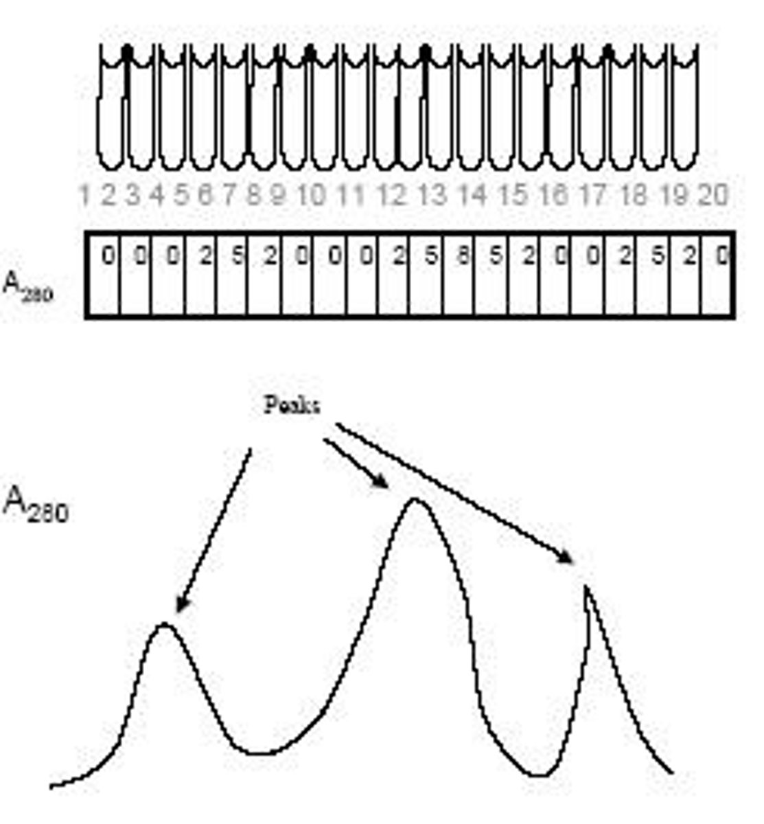 <p>It is a graph that plots protein concentration against fraction number, indicating where proteins are present.</p>