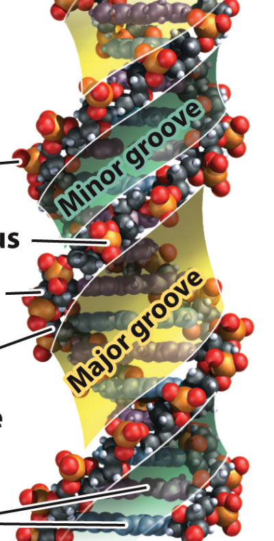 Importance- helps determine how proteins interact with bases