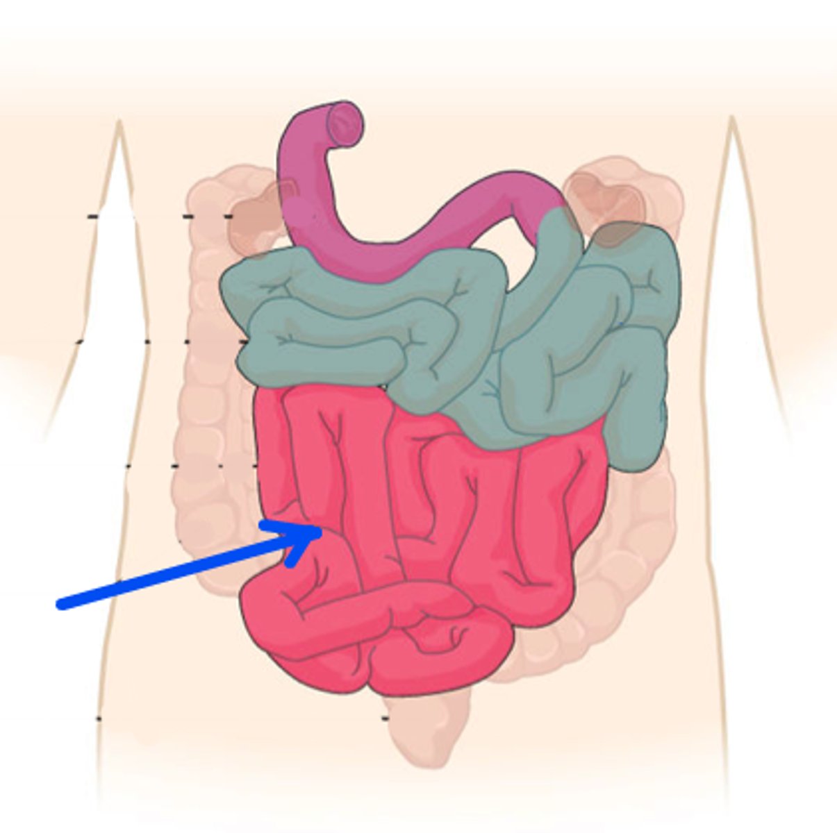 <p>Identify this portion of the small intestine.</p>
