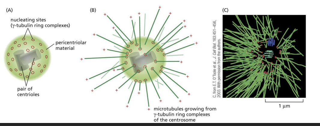 <p>The (-) end of a microtubule is anchored in the centrosome (perinuclear region of cell with pair of centrioles and is enriched in gamma-tubulin) = microtubule organizing centre (MTOC).</p>