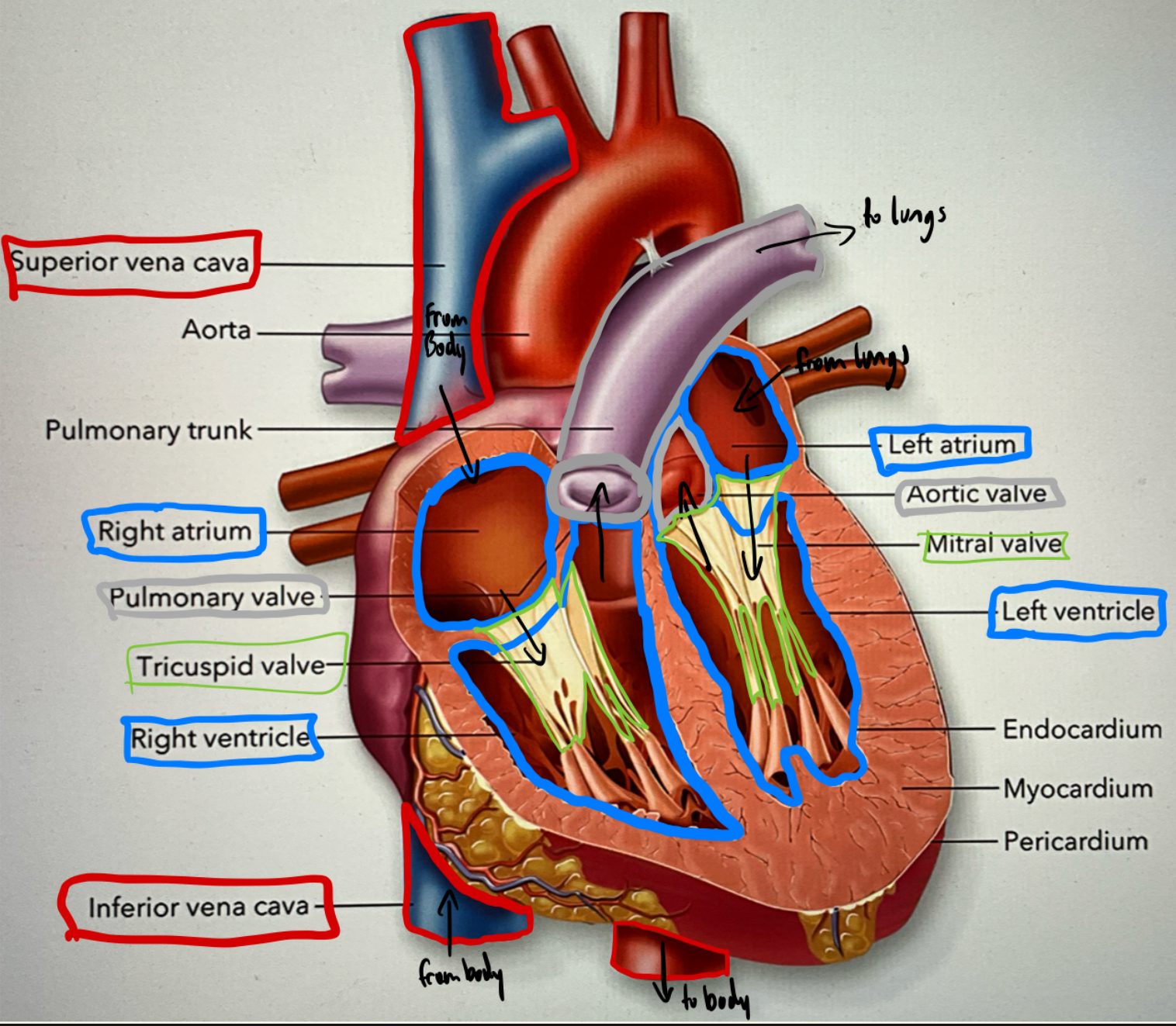 <p>the vessels that carry oxygenated blood from the lungs to the left atrium of the heart.</p>