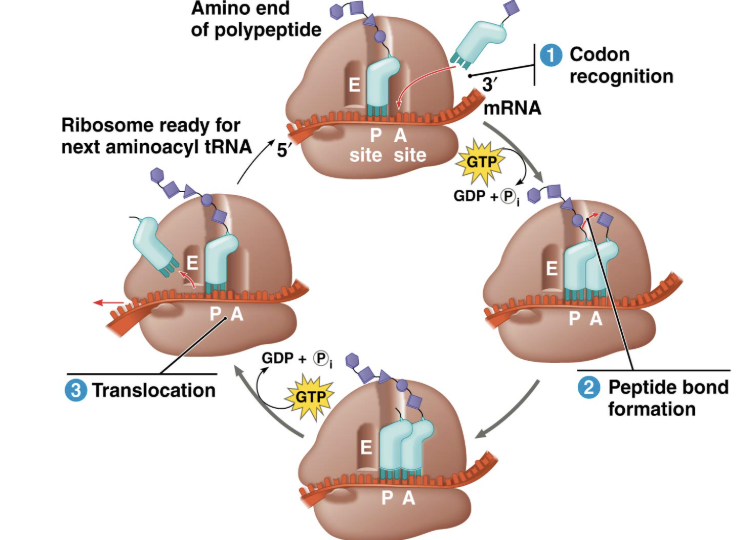 <p>Reading stage where amino acids are bonded to each other; building a polypeptide chain out of the P site</p><ol><li><p>tRNA enters the A site and bonds its anticodon with the corresponding codon of mRNA&nbsp;</p></li><li><p>The growing polypeptide chain is attached to tRNA in P site, forms a peptide bond with amino acid attached to the tRNA in the A site</p></li><li><p>mRNA is shifted further along, causing bonded tRNAs to shift sites. tRNA in the P site breaks its bond with mRNA and enters E site. The tRNA in the A site is shifted to the P site as it now has the growing polypeptide chain attached</p></li></ol><p></p>