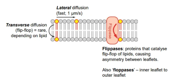 <ul><li><p>diffusion <strong>within </strong>leaflets is very <strong>fast</strong></p></li><li><p>diffusion <strong>between</strong> leaflets is <strong>rare</strong>, because it is difficult to get the hydrophilic head group past the hydrophobic tails, but can be catalysed by <strong>flippases</strong></p><ul><li><p>this causes <strong>asymmetry </strong>in the membrane, because there will be more phospholipids in one leaflet than the other</p></li></ul></li></ul><p></p>