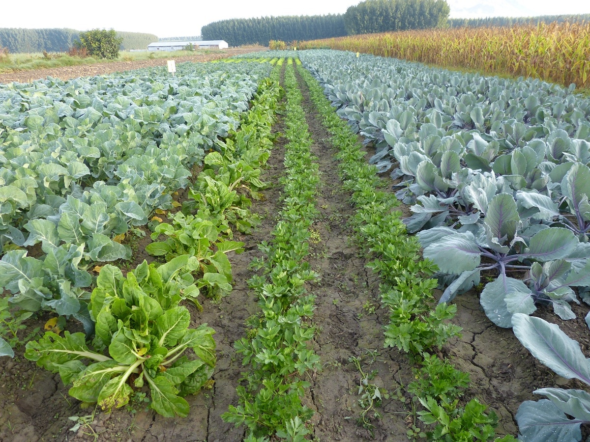 <p><span>cultivation de plusieurs espèces végétales au sein d'une même </span>ferme</p>